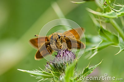 Insect portrait large skipper butterfly Stock Photo