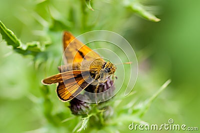 Insect portrait large skipper butterfly Stock Photo
