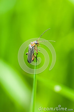 Insect portrait soldier beetle Stock Photo