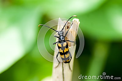 Insect portrait striped longhorn beetle Stock Photo