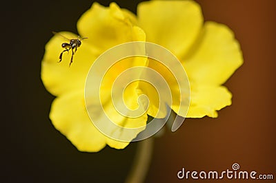 Insect searching for honey. Stock Photo
