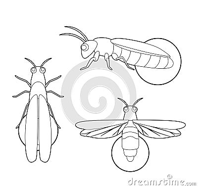 Insect Set Firefly Cartoon Vector Coloring Book Vector Illustration