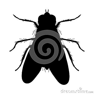 Insect silhouette. Sticker ground beetle bug. Carabidae coleoptera. Vector Vector Illustration