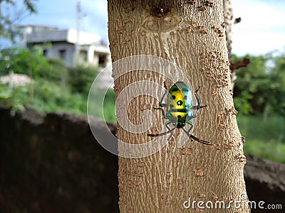 Insect with sparkling colours Stock Photo