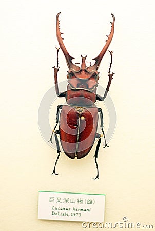 Insect specimen Editorial Stock Photo