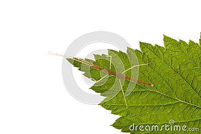 Insect stick Baculum extradentatum. Stock Photo