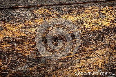 Insect Trails Etched Into Fallen Log Stock Photo