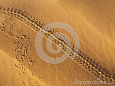 Insect trails on sand dunes Stock Photo