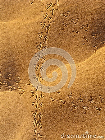 Insect trails on sand dunes Stock Photo