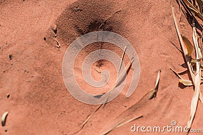 Insect traps in the sand. Stock Photo