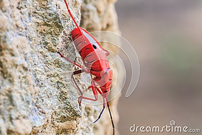 Insect on tree in Sycanus Genus Stock Photo