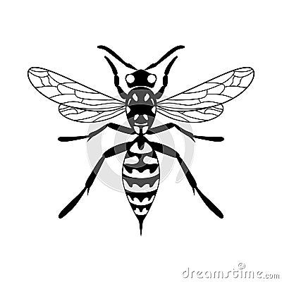 Insect wasp icon. Black wasp vector illustration on a white background. Vector Illustration