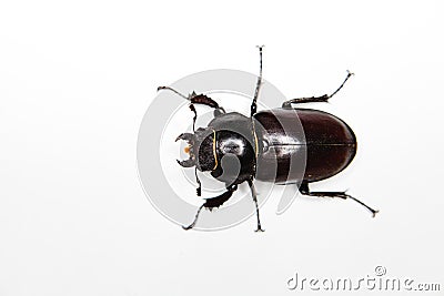 Insect on white background - Six legs Stock Photo