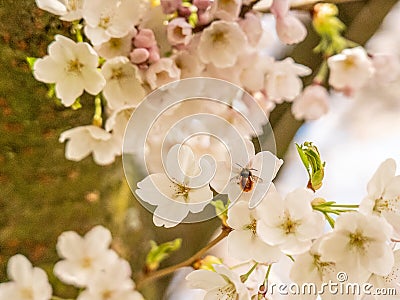 insect on White Cherry blossoms in Frankfurt, Hesse, Germany, Europe Stock Photo