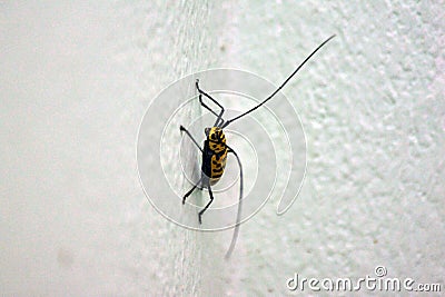 Insect yellow Stock Photo