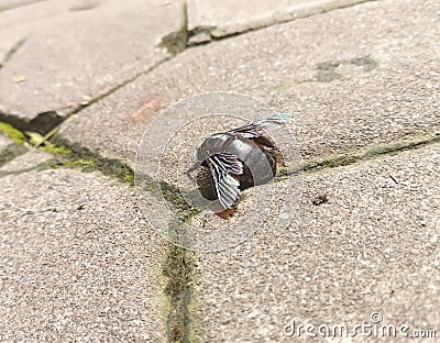 Insecta Black Bumblebee touch the ground Stock Photo