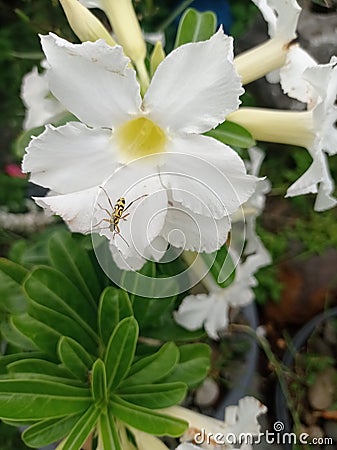 Insecta in flower Stock Photo