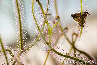 Insectivorous plant Drosera close up Stock Photo