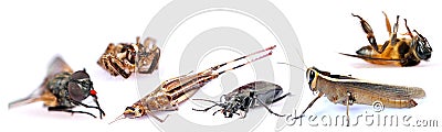 Insects Stock Photo