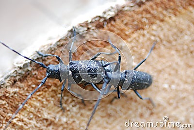 Insects Stock Photo