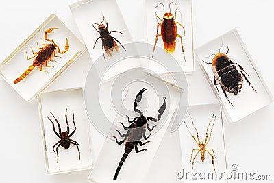 Insects Stock Photo