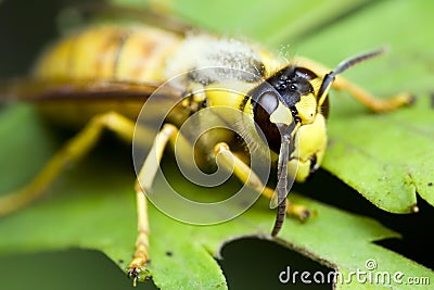 insects Stock Photo