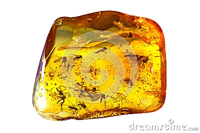 Insects In Amber. Stock Photo