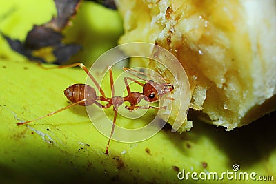 Insects, ants Stock Photo
