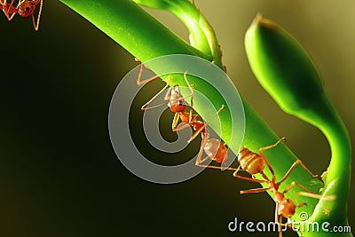 Insects, ants Stock Photo