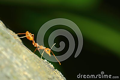 Insects, ants Stock Photo