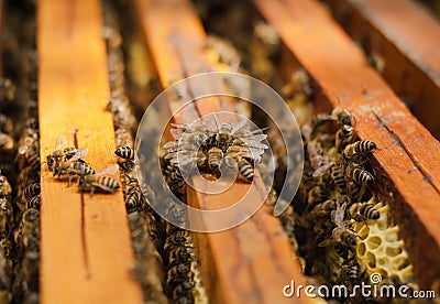 Insects bee working Stock Photo