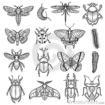 Insects Black White Line Icons Set Vector Illustration