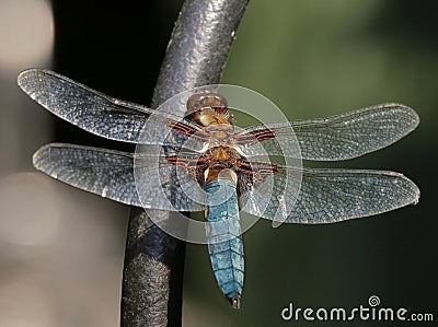 Insects - Broad Bodied Chaser Dragonfly Stock Photo