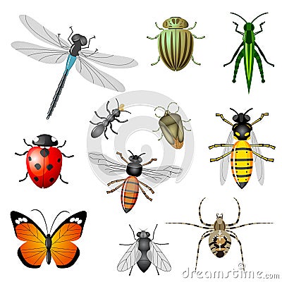 Insects and bugs Vector Illustration