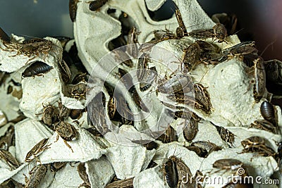 Insects cluster textured organic close-up brown entomology arthropods exoskeleton many detailed natural pattern aggregat Stock Photo