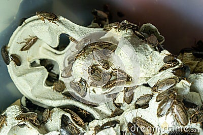 Insects cluster textured organic close-up brown entomology arthropods exoskeleton many detailed natural pattern aggregat Stock Photo