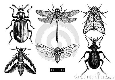 Vector collection of high detailed insects sketches. Hand drawn butterflies, beetles, dragonfly, cicada, bumblebee illustrations o Cartoon Illustration
