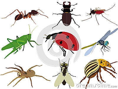 Insects collection vectors sets Stock Photo