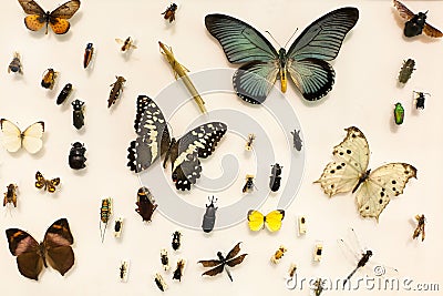 Insects collection Stock Photo