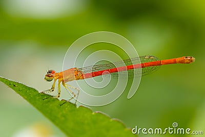 Insects, Dragonfly, Damselfly. Stock Photo