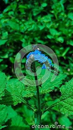 insects enjoy the essence of the flower Stock Photo