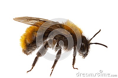 Insects of europe - bees: macro of female tawny mining bee Andrena fulva german Rotpelzige Sandbiene isolated on white Stock Photo