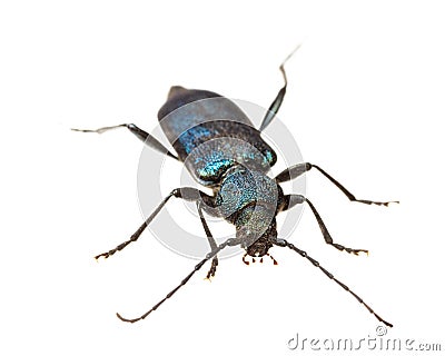 Insects of europe - beetles: front view of Callidium violaceum german Blauvioletter Scheibenbock isolated on white background Stock Photo