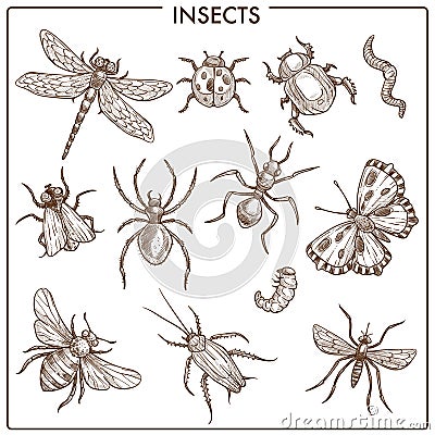 Insects that fly and creep monochrome sepia sketches Vector Illustration