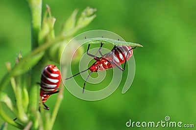 Insects Stock Photo