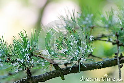Green spruce gall aphid (Sacchiphantes viridis, Sacchiphantes abietis viridis) on the needles of larch tree Stock Photo