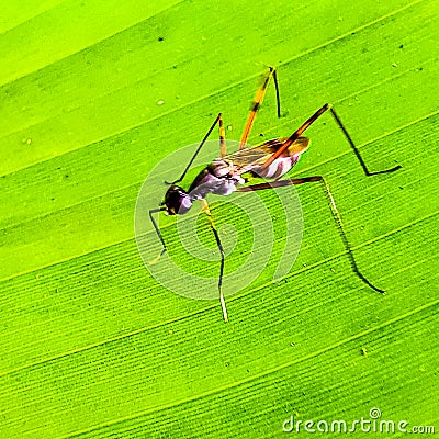 Insects or Insecta are hexapod invertebrates. Stock Photo