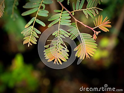 Insects Marks Eating The Indian Goose-Berry Leaves Stock Photo