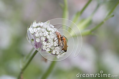 Insects mating on flower Stock Photo