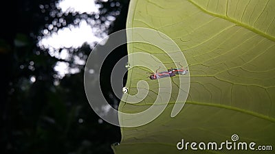 Insects mating on taro leaves. Locust-type insects land on taro leaves Stock Photo